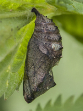 Red Admiral pupa 2017 - Bob Clift